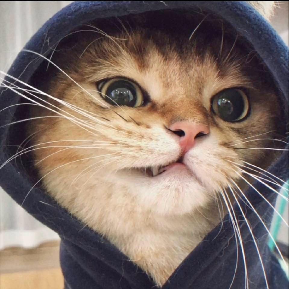 Miao 、
