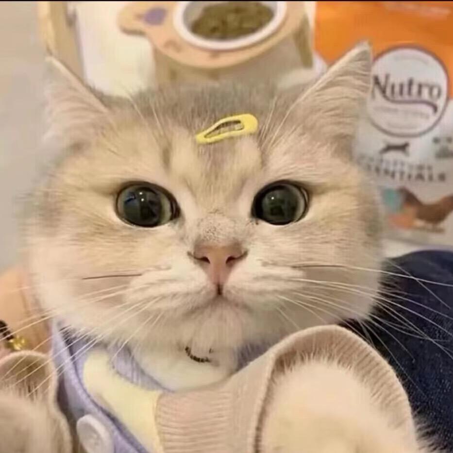 ʕノ•ᴥ•ʔノ ︵ ┻━┻