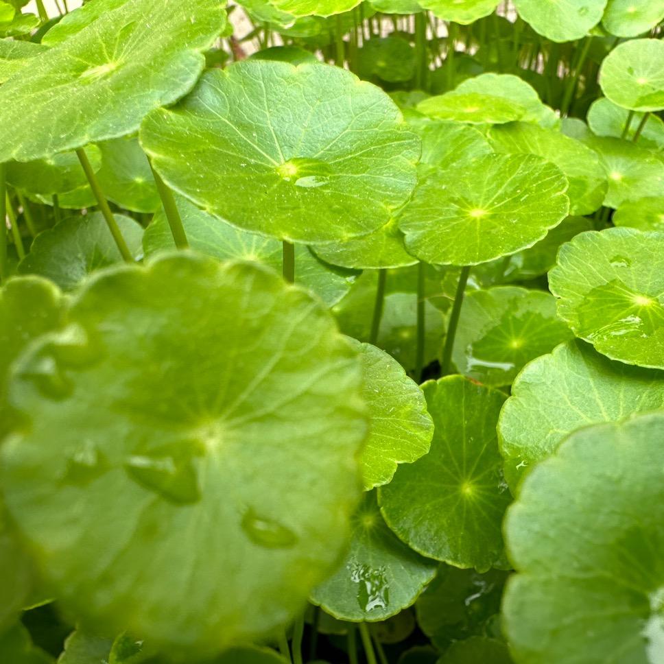 语木桥生活压花纸