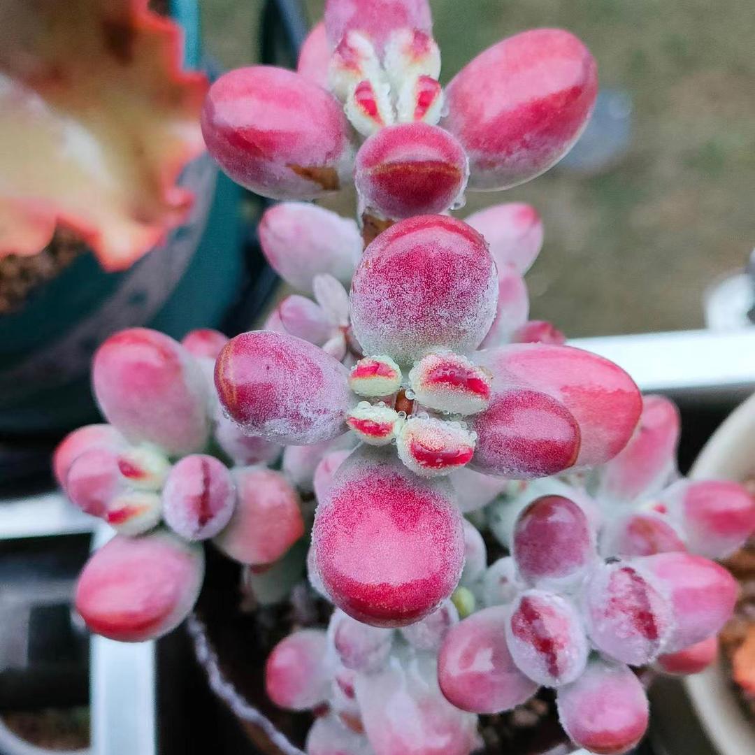 多肉花卉百科