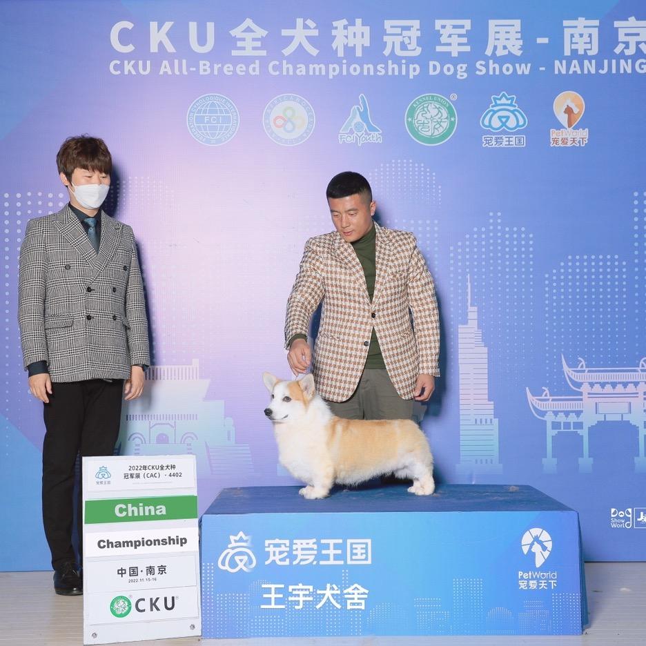 长春 王宇柯基犬舍