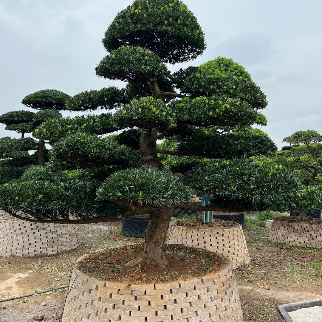 万景园林