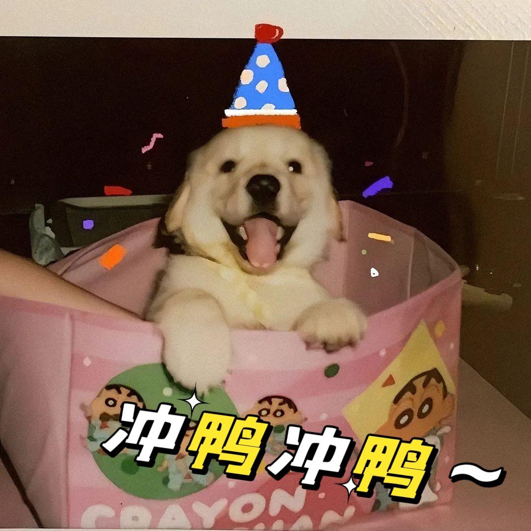 我头上有犄角🐳🇨🇳