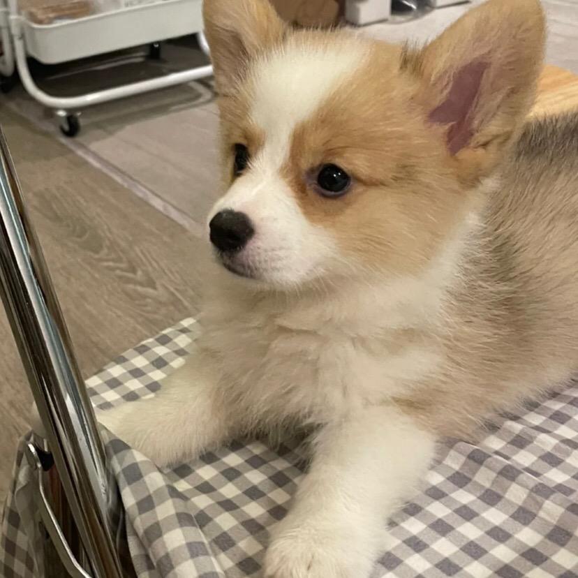 柯基宝宝（看🐶丝信）