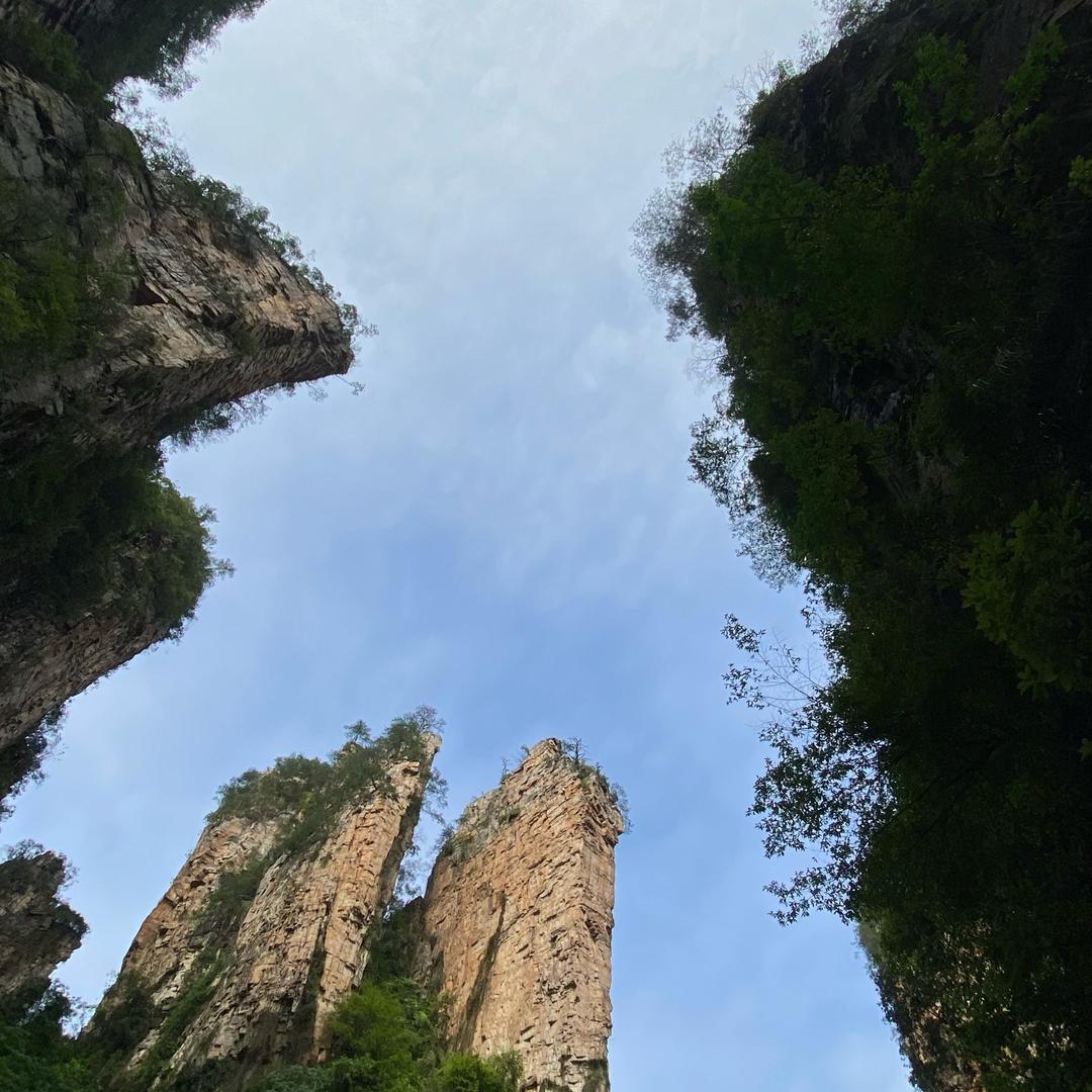 湘山说莓茶
