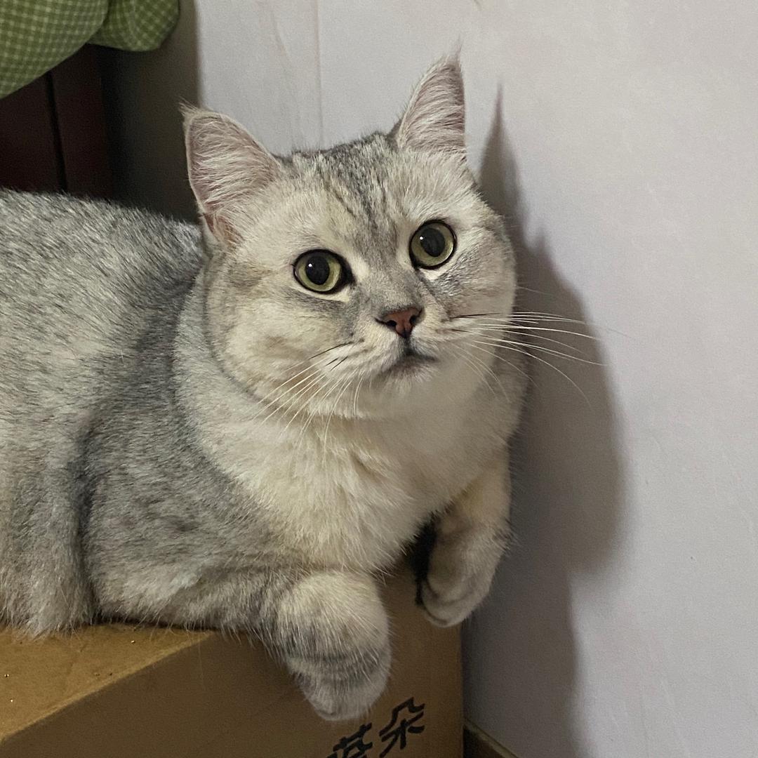 小肥不肥