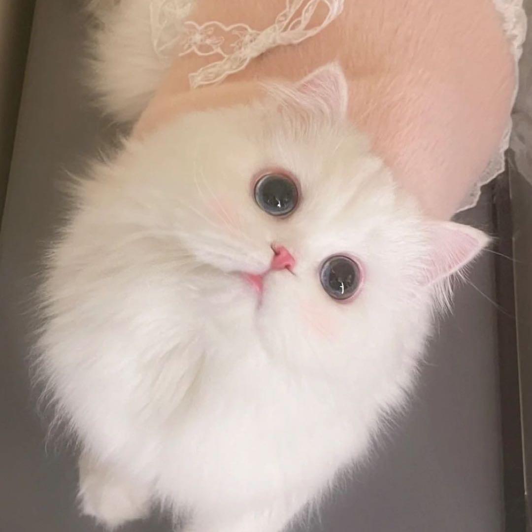 小愿