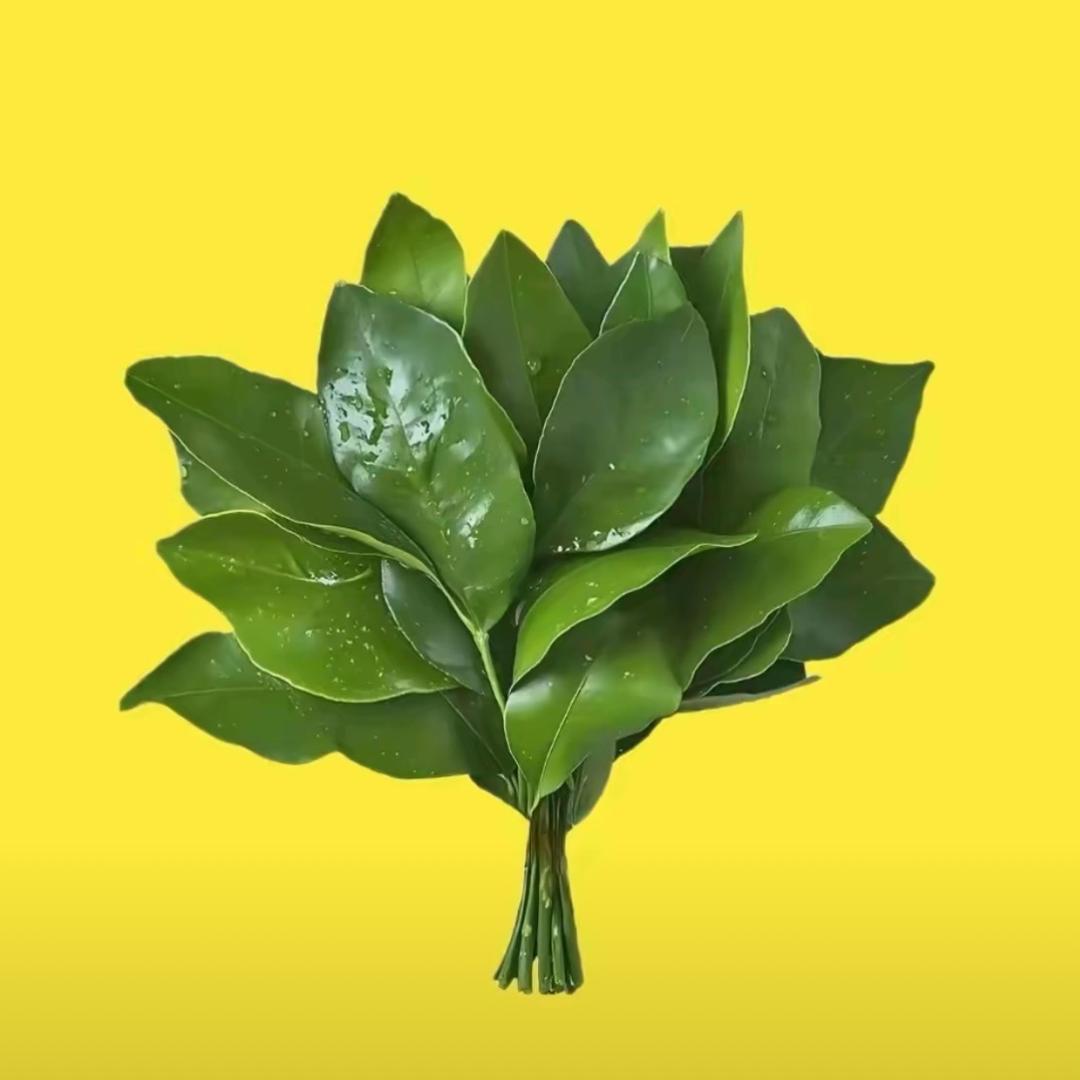 王可可