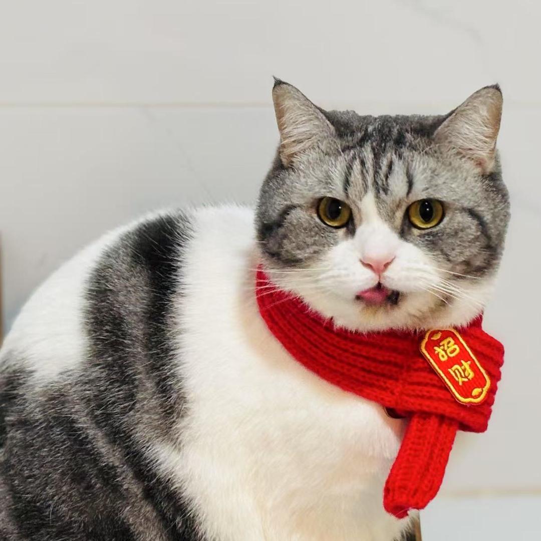 一只小胖猫
