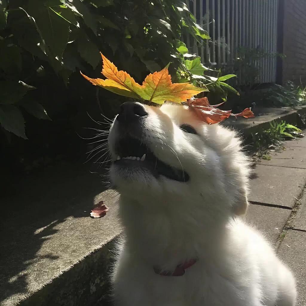 𝑲𝑬𝒀𝑶𝑵𝑬🍂