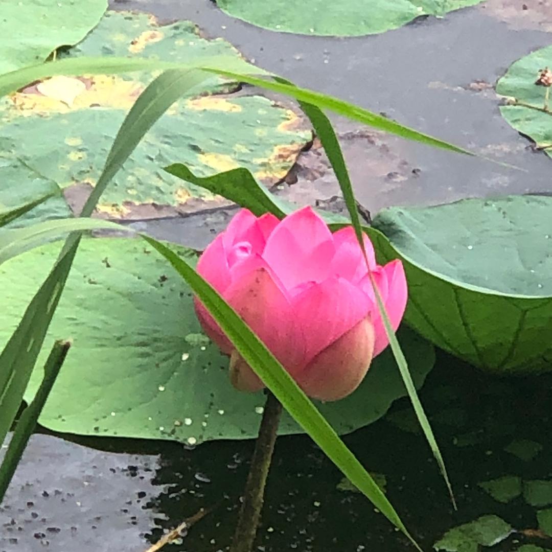 水蜜桃公主( ^o^)