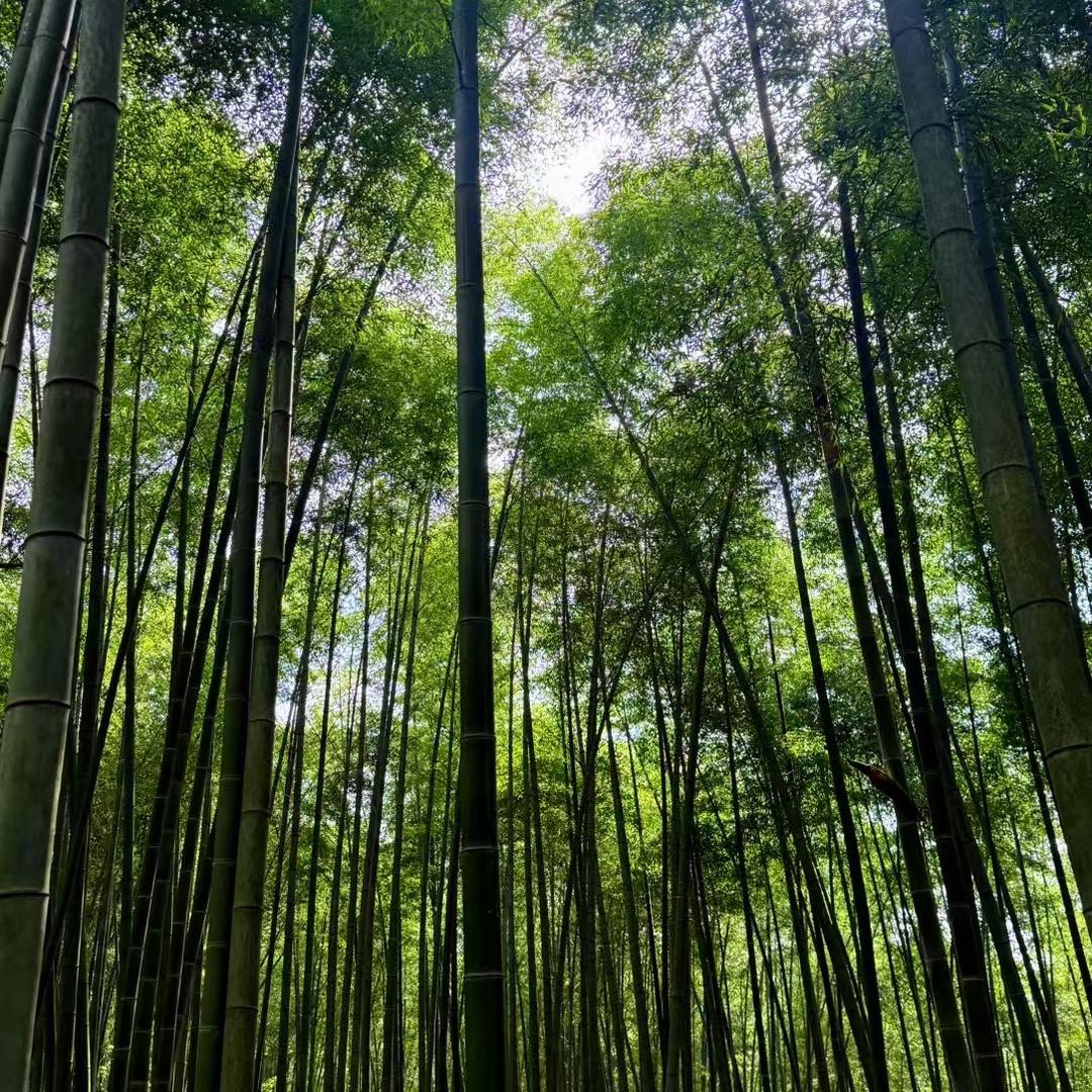 阳光不燥微风刚好。 ゛