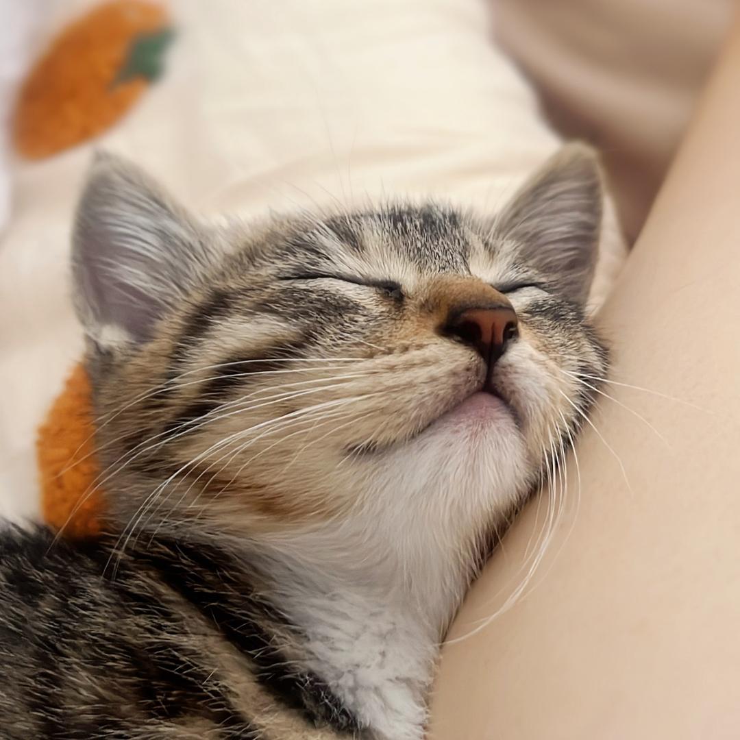 🌸哈娜么能睡🍬