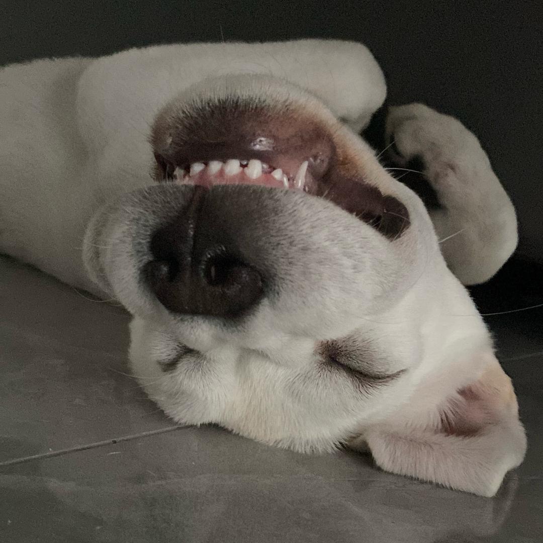 19是只拉布拉多