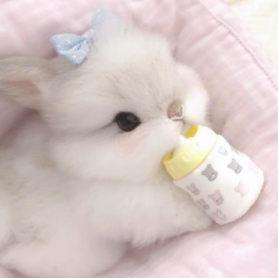 芙芙˚⭒