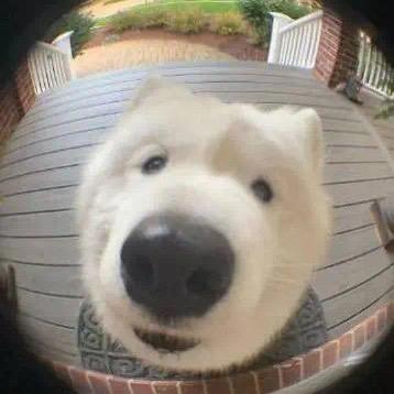 哈尼吖