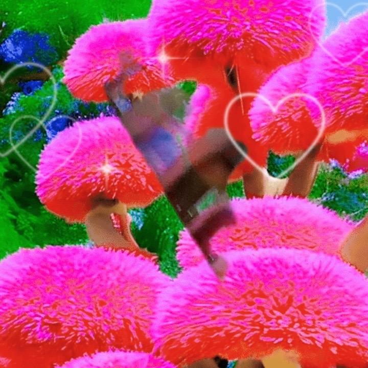 A爱耍抖音的兰花