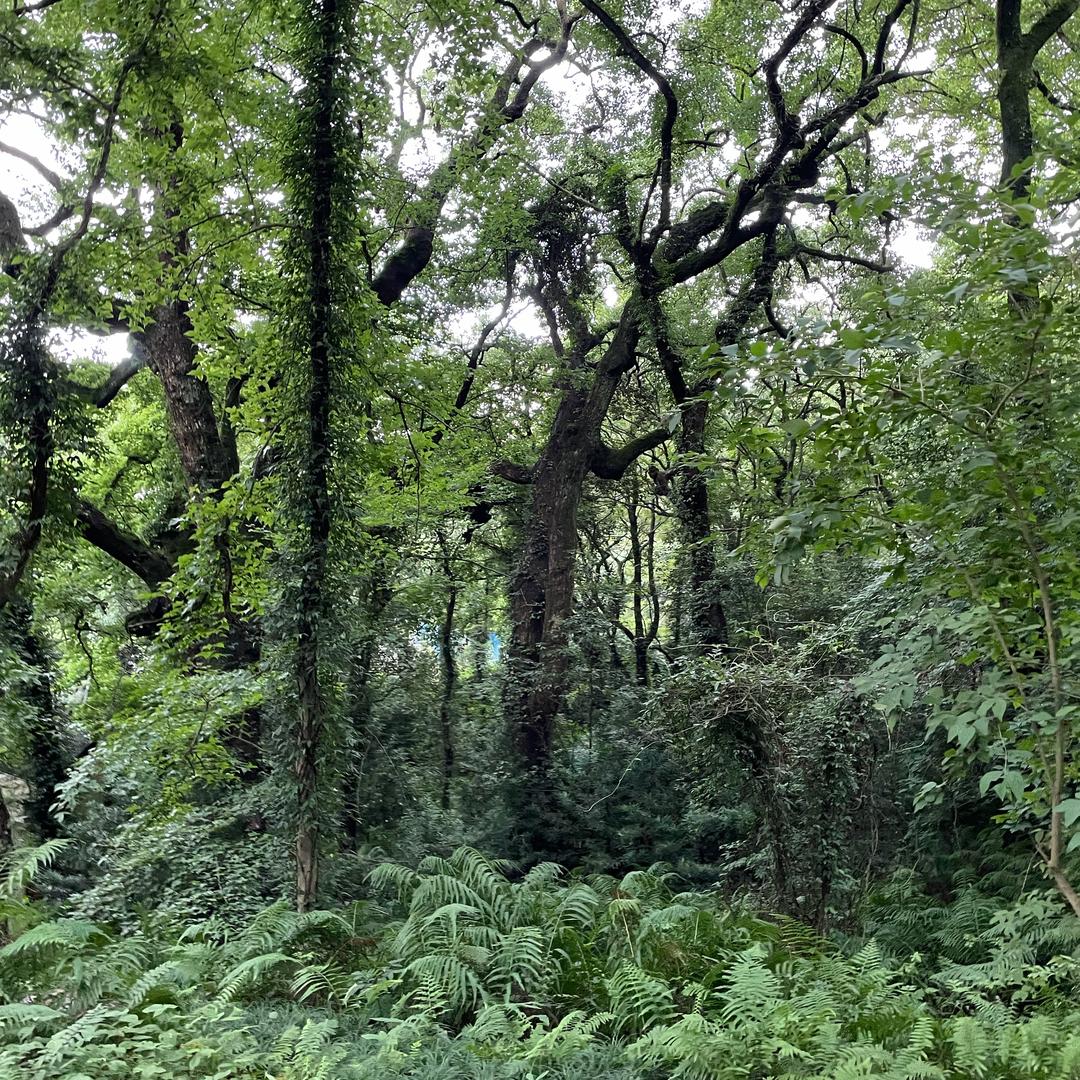 平底锅
