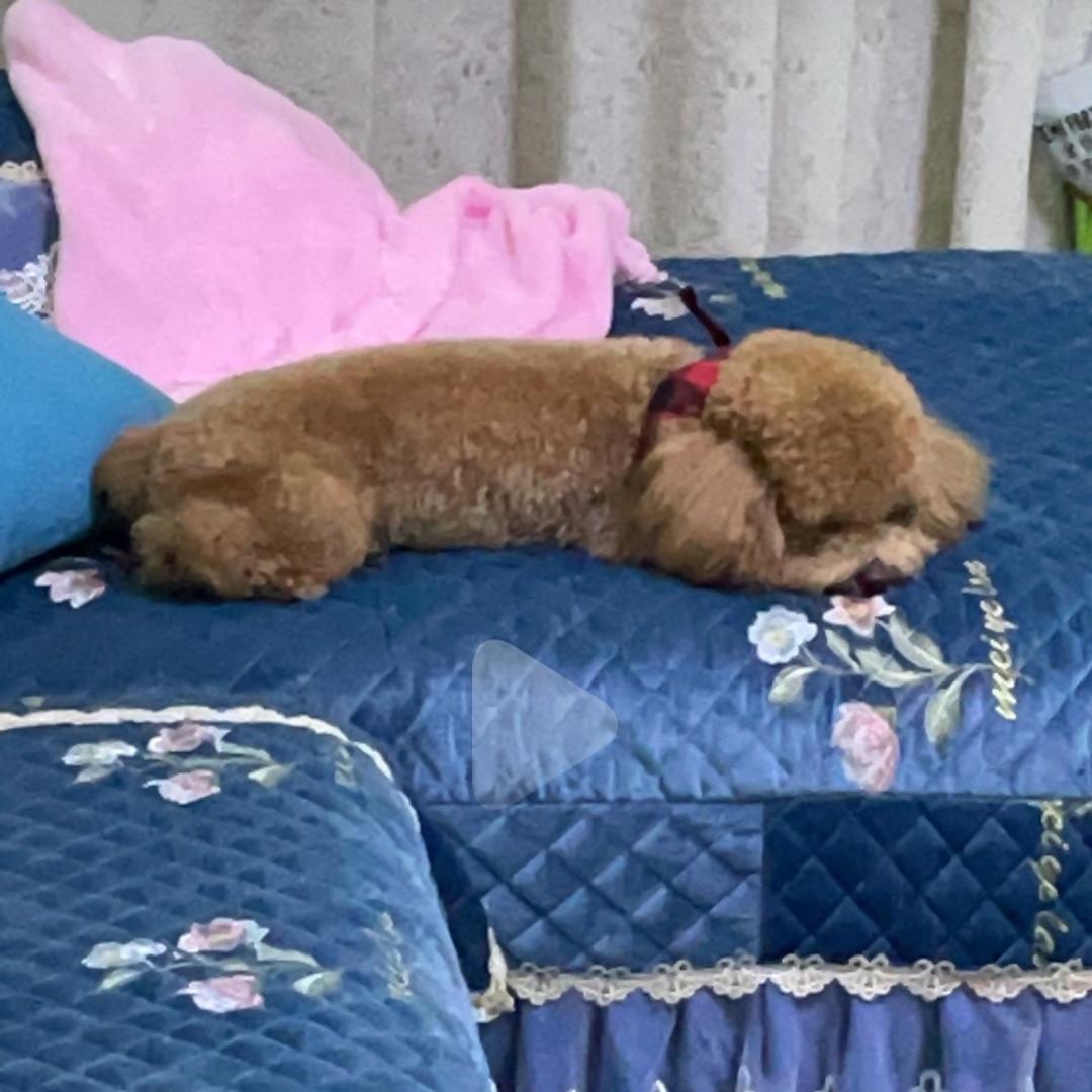 珍儿