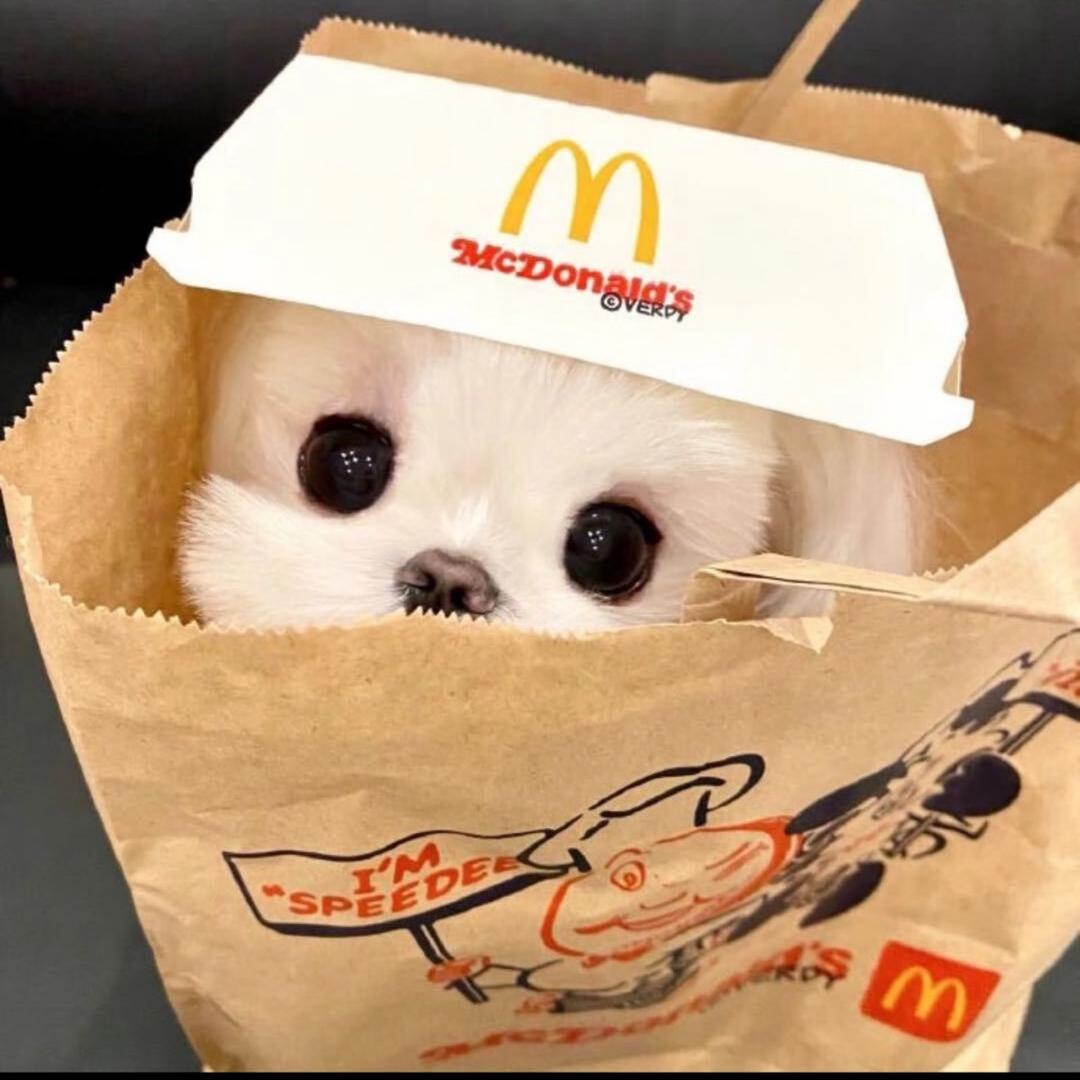 不吃万鲤～🪸