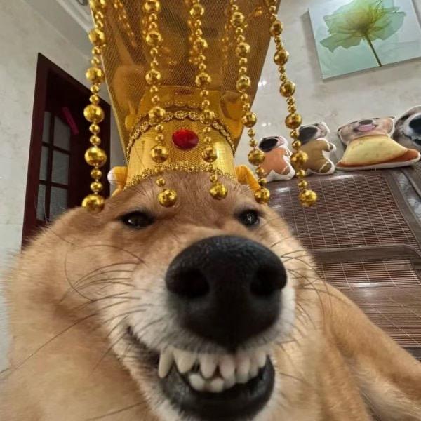 狼哥体育【联凯郑】