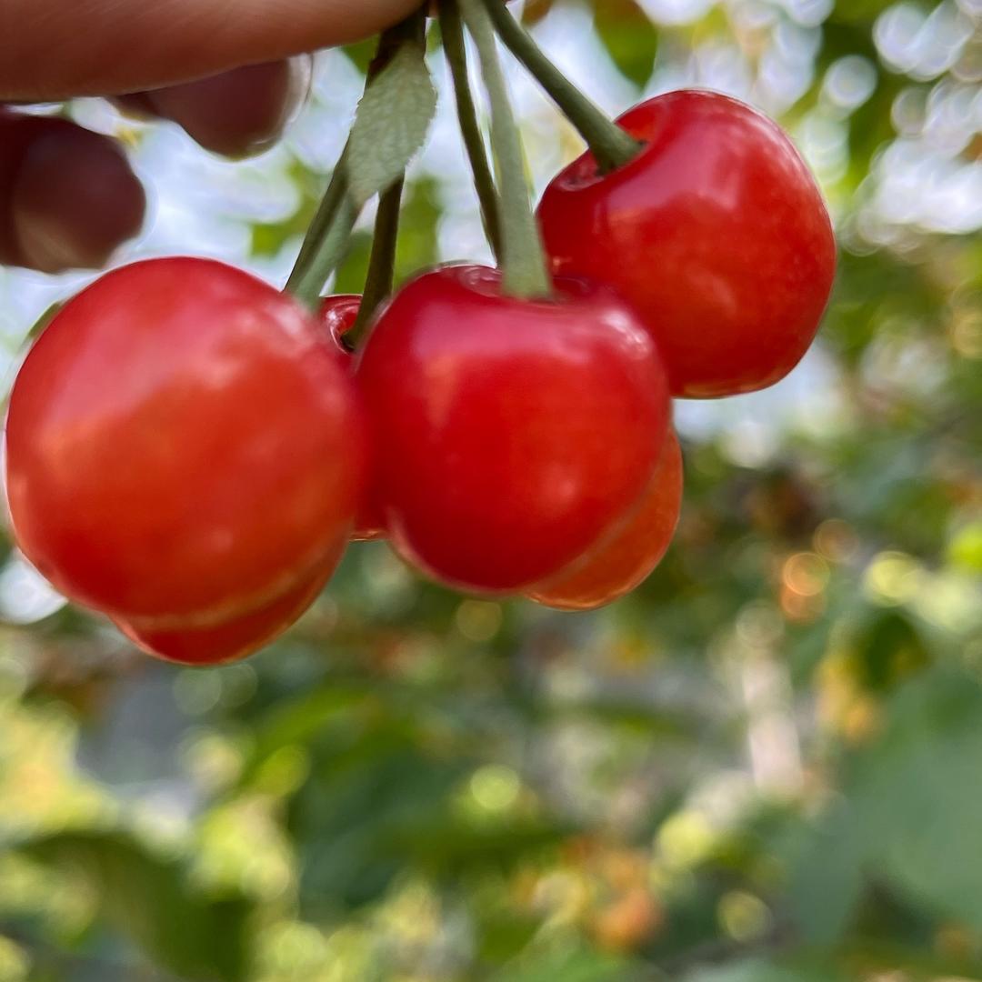 乡村樱桃🍒(伤感情歌)