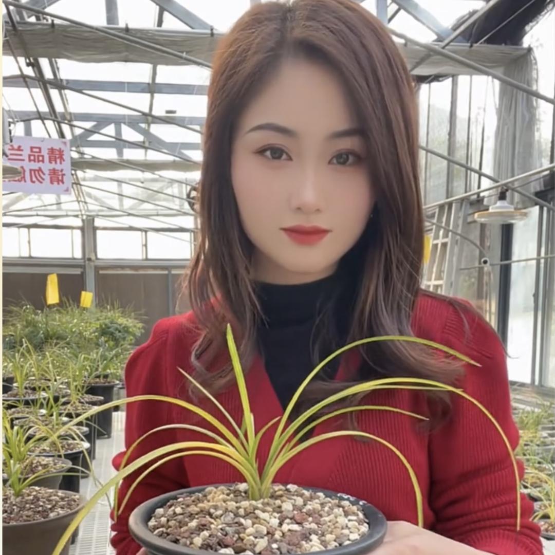 月亮兰苑（养兰花的月娘娘）