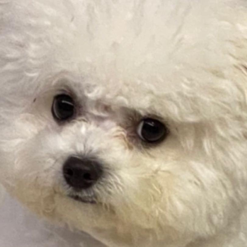 比熊POPO