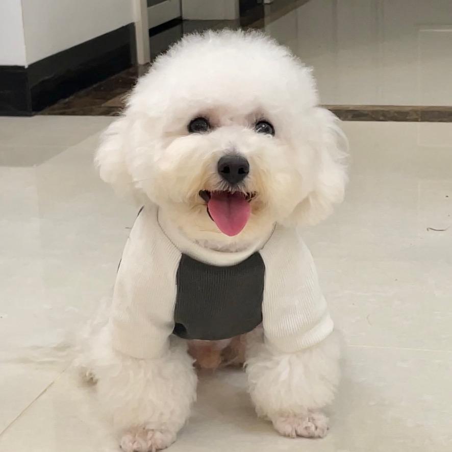 小弟是只比熊