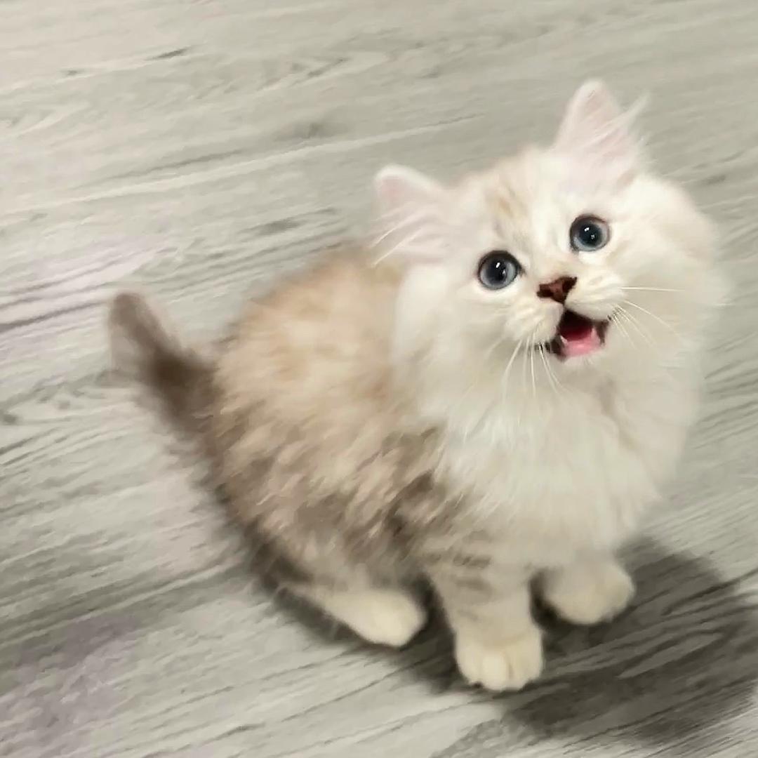 小胖虎.