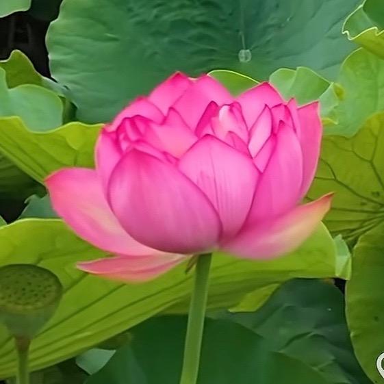 岁月静好