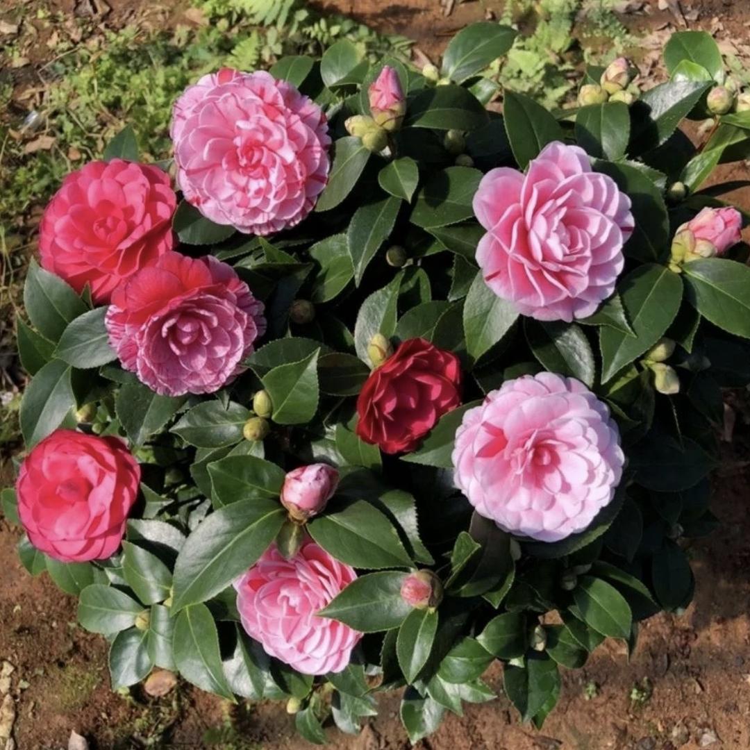 漳平永福馨意园艺小铺