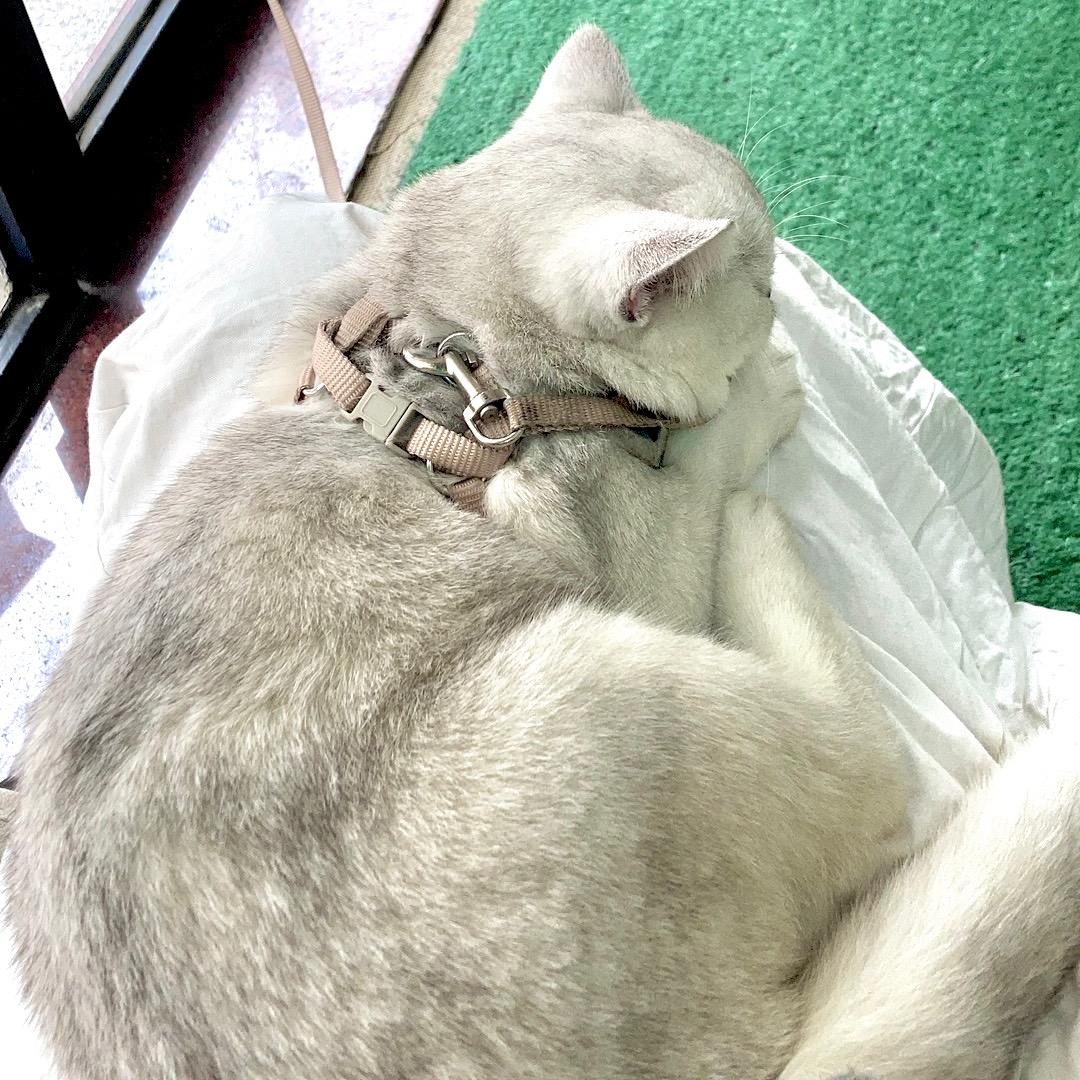 陈羊