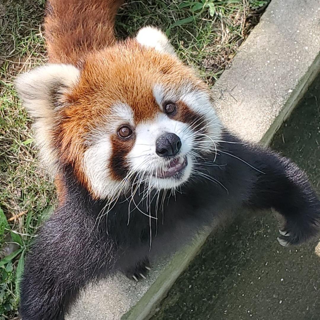 干脆面↓
