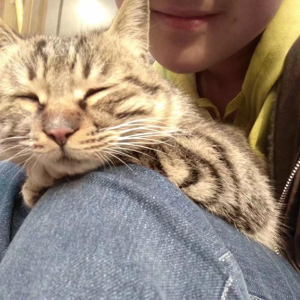 醉醉是只小猫咪