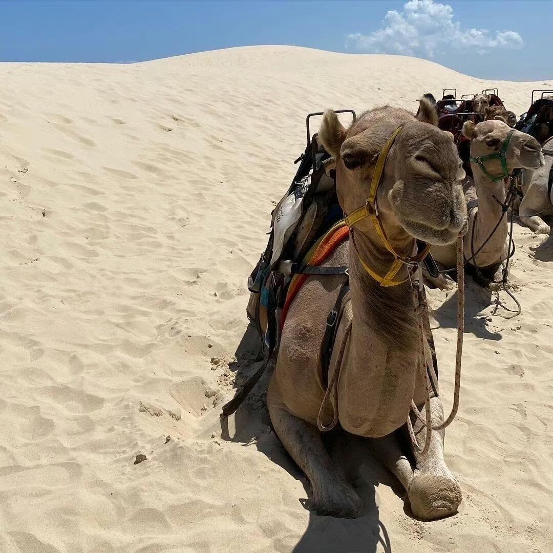 幻想别人做我的狗