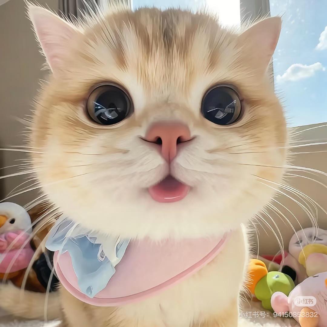 憨憨爱养猫