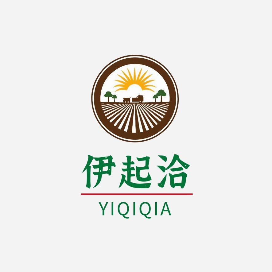 伊起洽临安山核桃