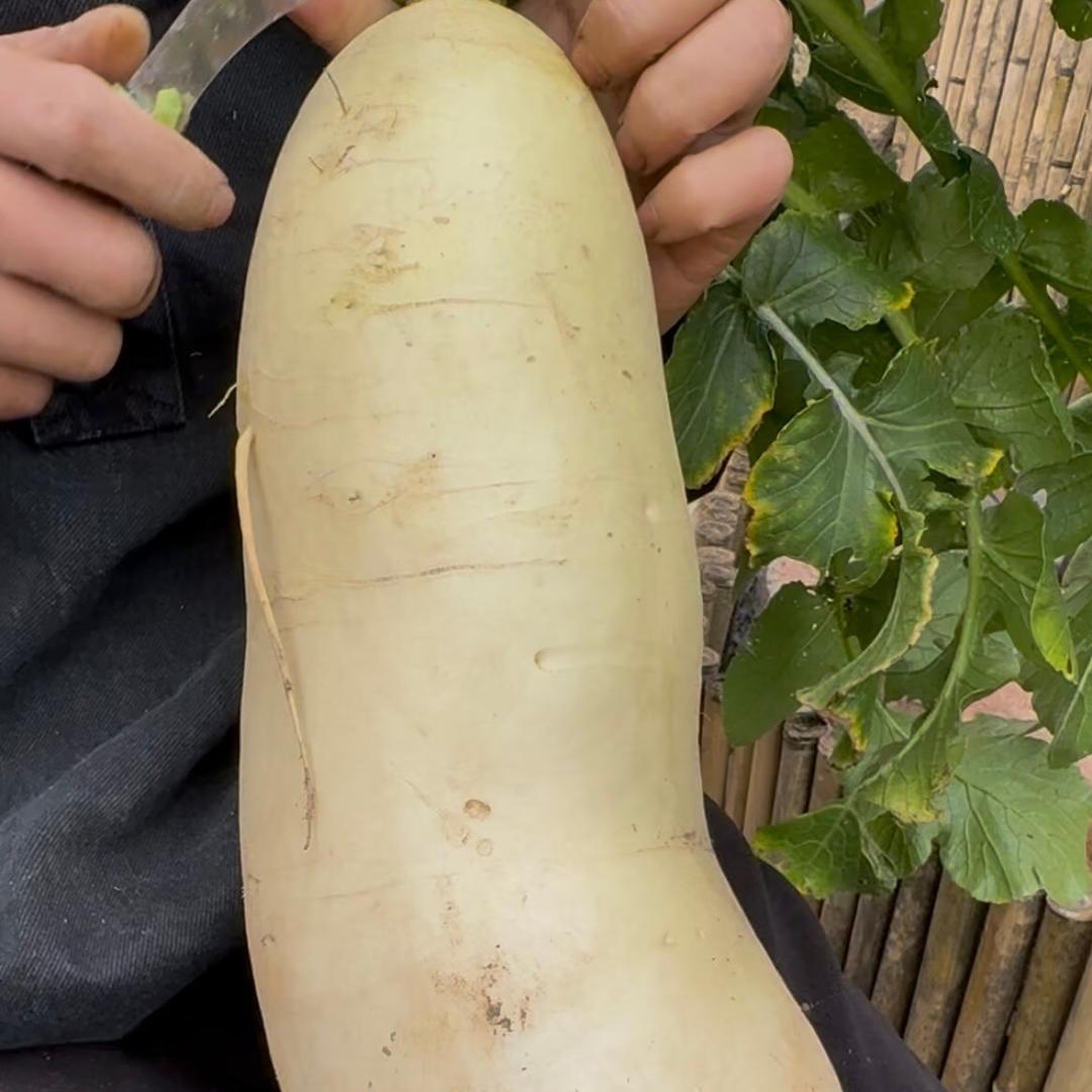 乡村小新