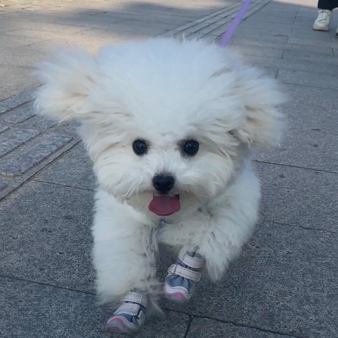 小地瓜爱吃瓜