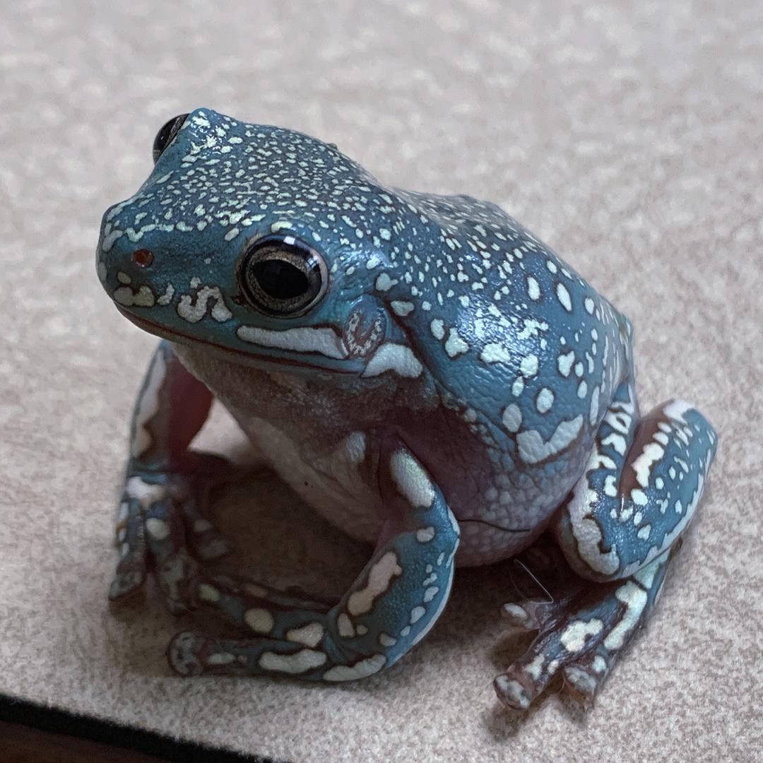 蛙岛日记爬宠馆