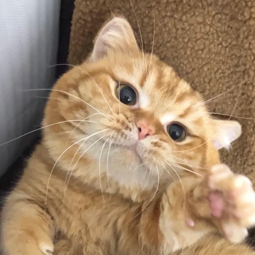 歪C歪爱打瞌睡🍊