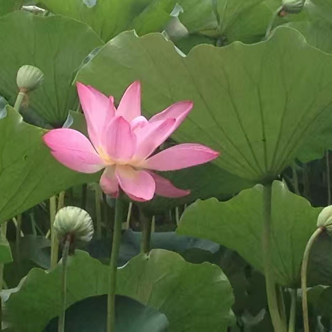 🪷 四叶菡萏🪷