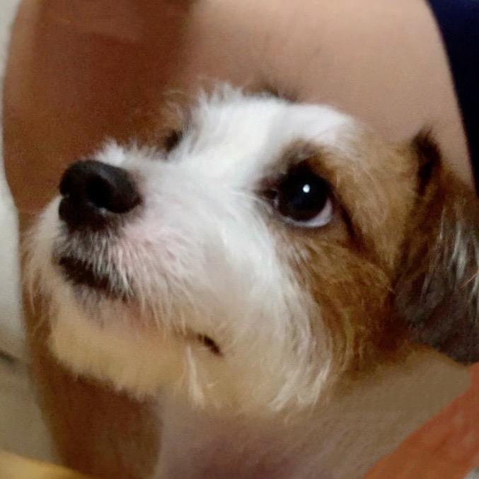 我家Max