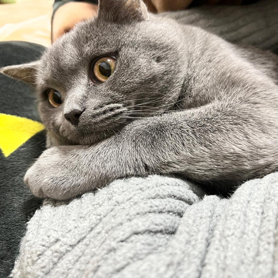 小影的猫崽子们