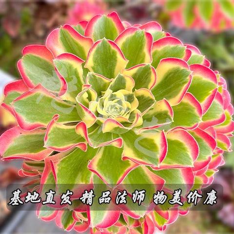 小怪兽园艺馆