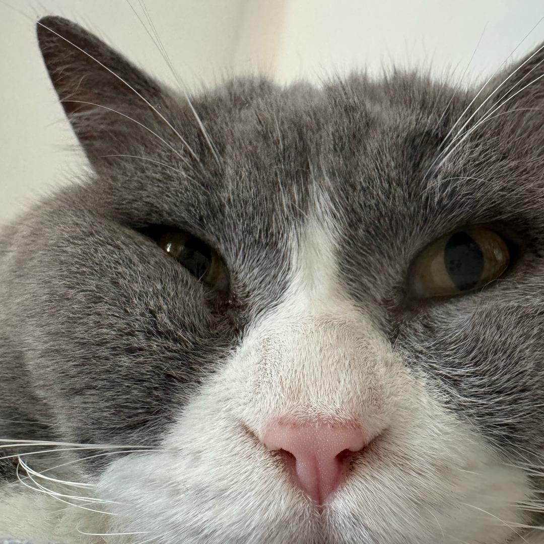 心心的大马猴