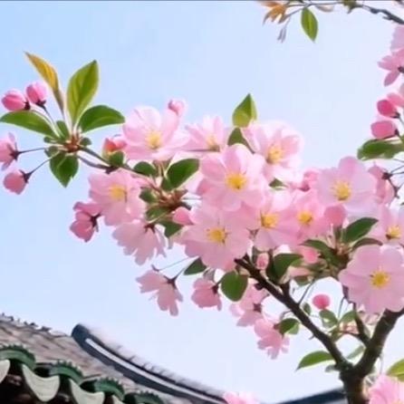 琴雅梳妆