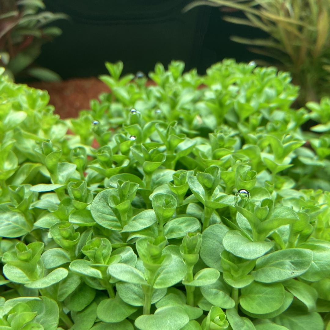 千草汇水草