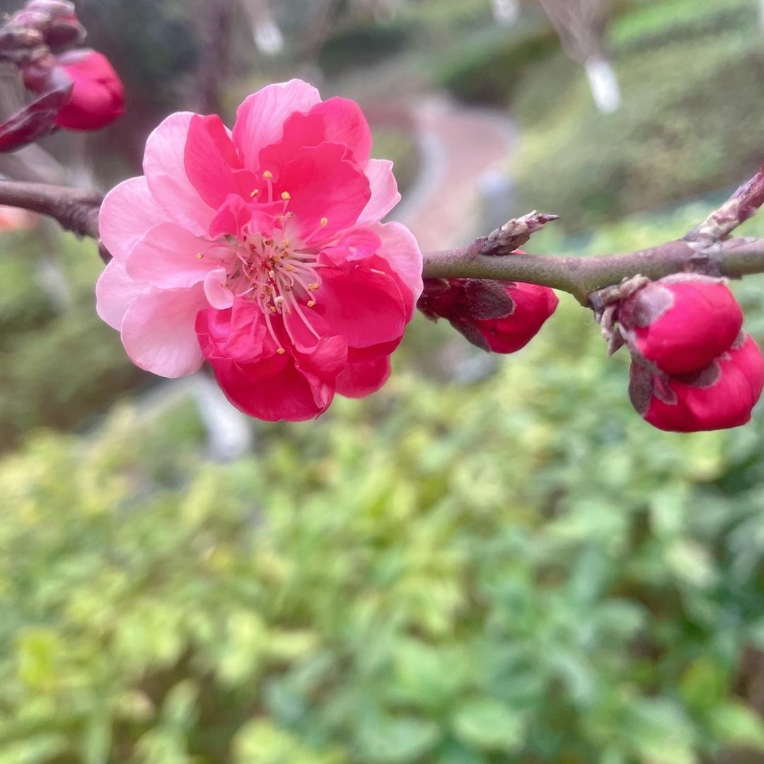 花花🌹